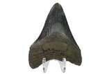 Fossil Megalodon Tooth - South Carolina #130835-2